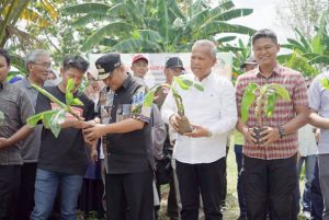 Bupati Luwu Dampingi Pj Gubernur Tanam Pisang Cavendish di Kamanre